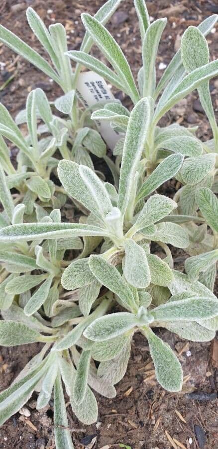 Sideritis dello Scardus 7
