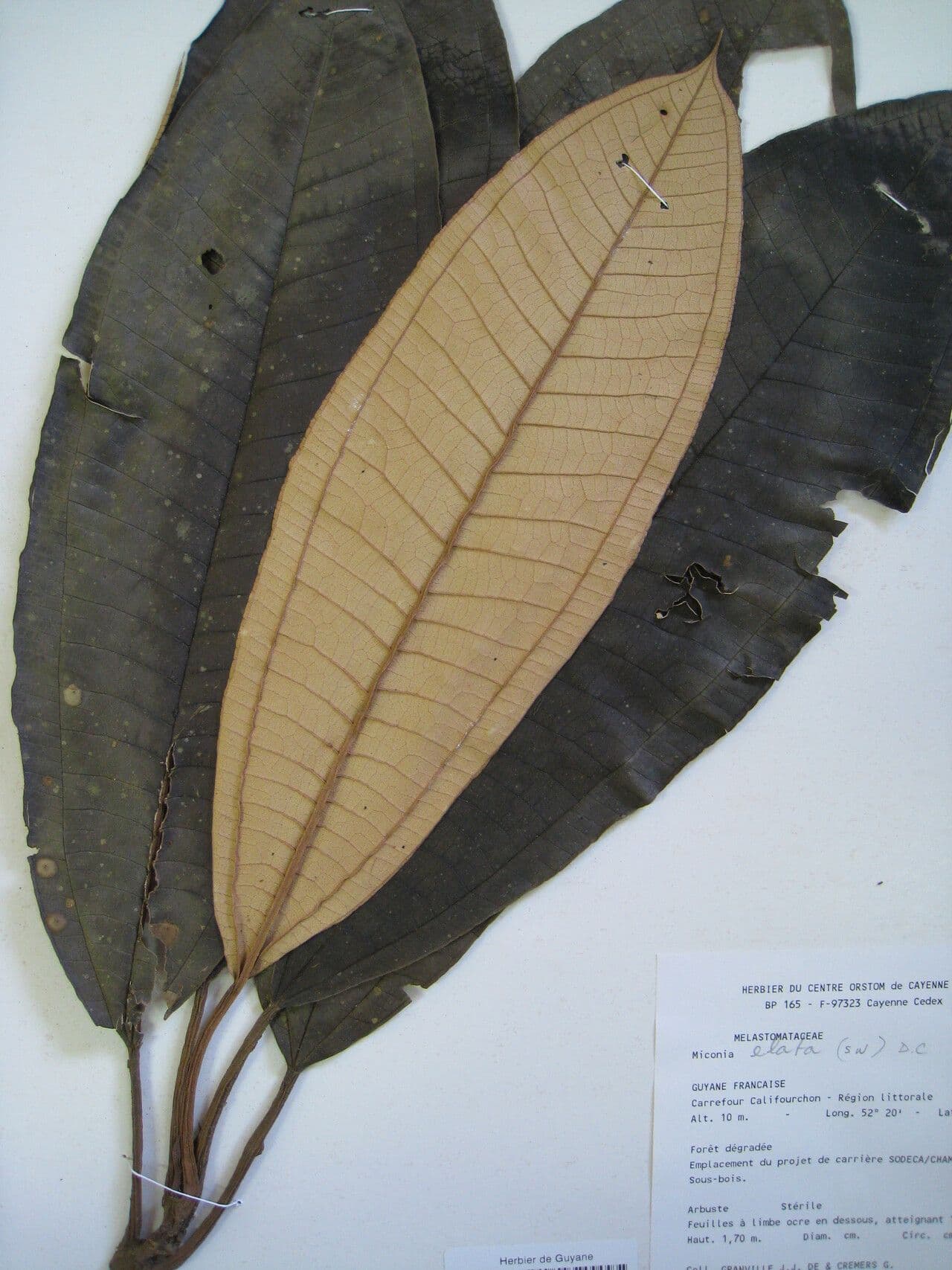 Miconia elata 15