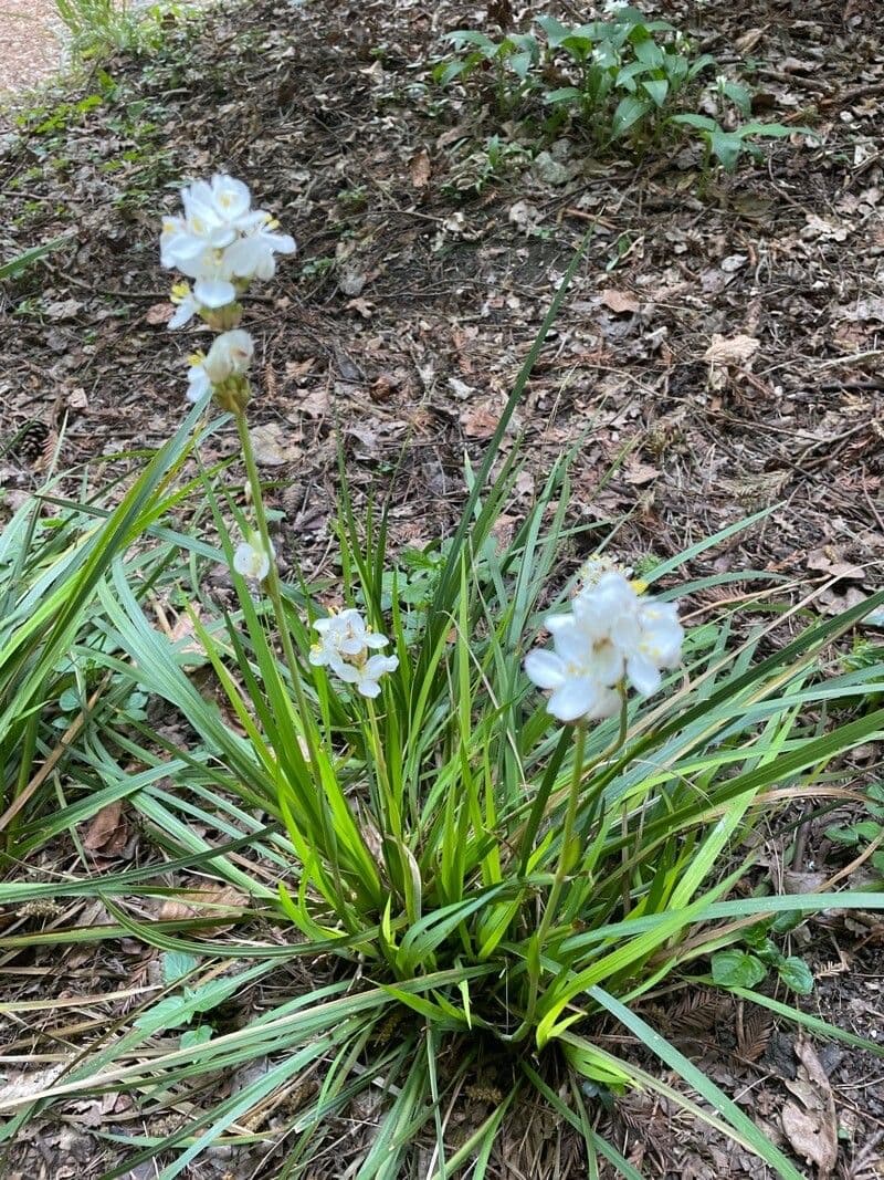 Fiore di raso del Cile 7