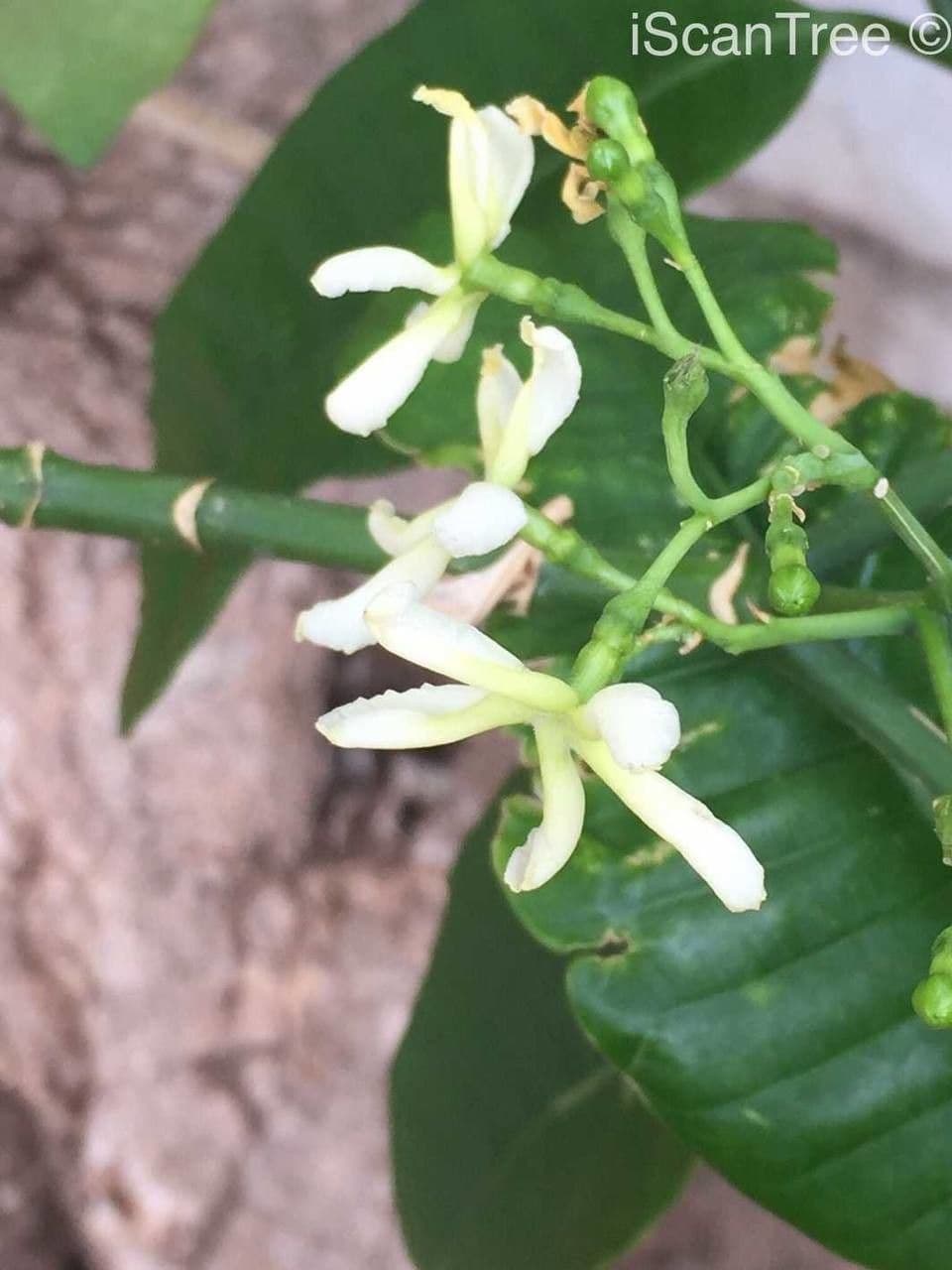 Tabernaemontana 10