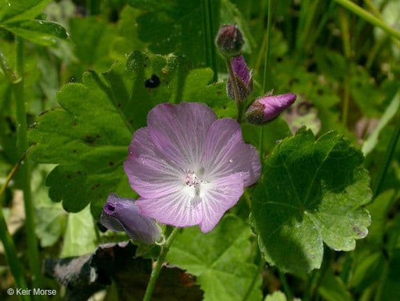 Sidalcea 2
