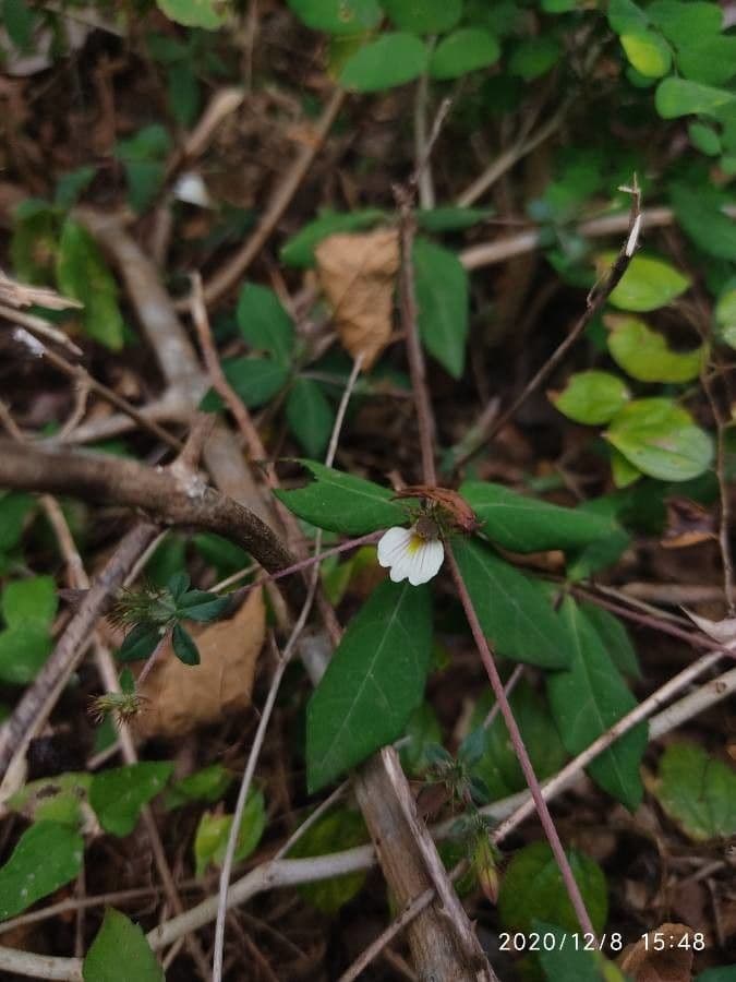 Blepharis maderaspatensis 6