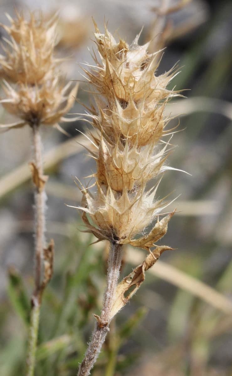 Sideritis hyssopifolia 5