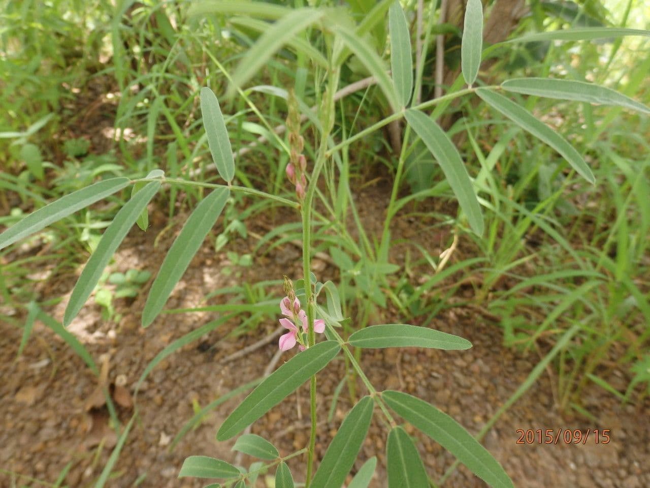 Tephrosia bracteolada 3
