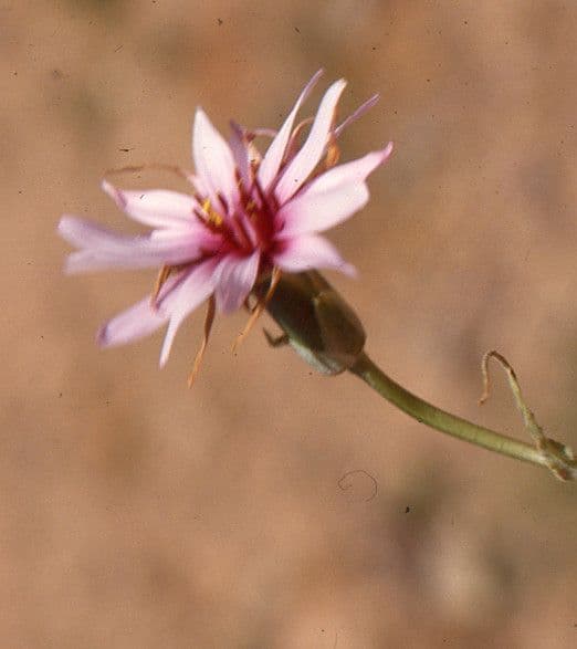 Catananche a ciuffi 5