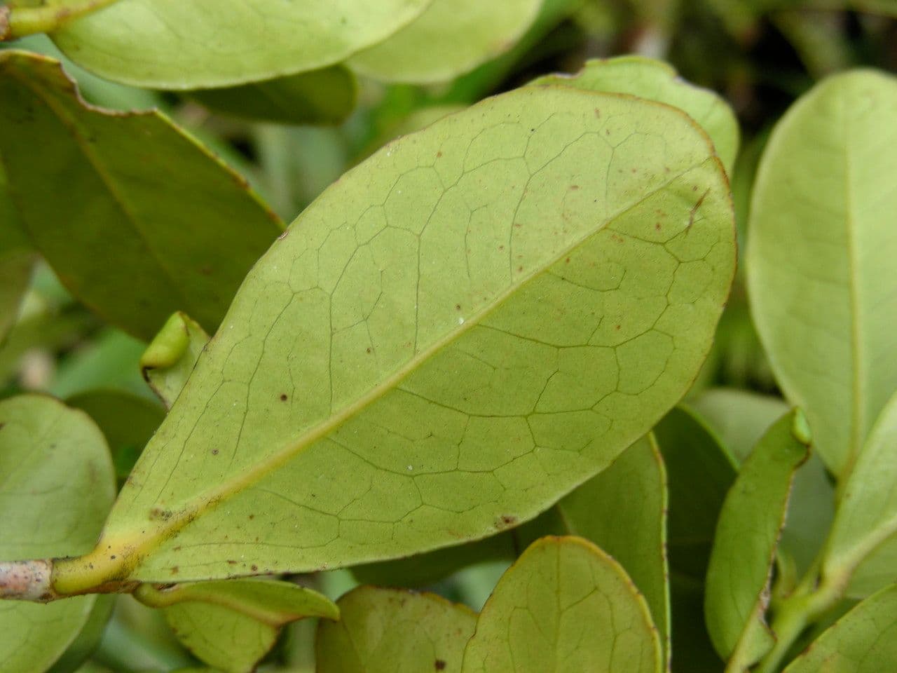 Austrobuxus 8