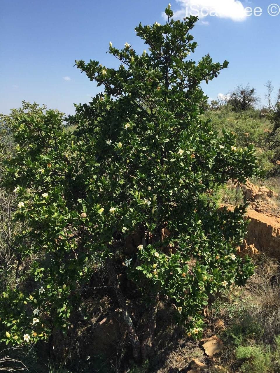 Gardenia del Capo 14