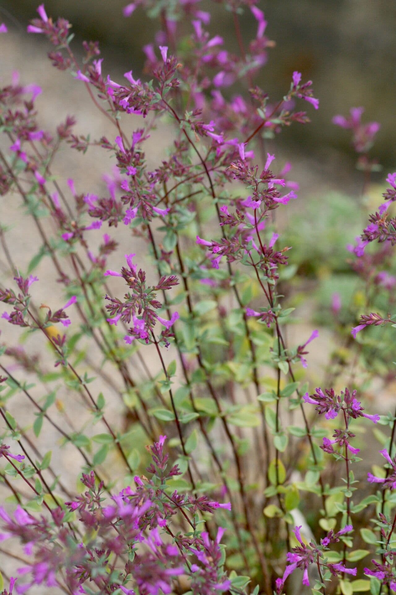 Oregano