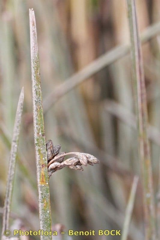 Schoenoplectus triqueter 21