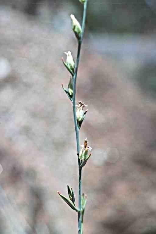 Streptanthus Morrisona 3