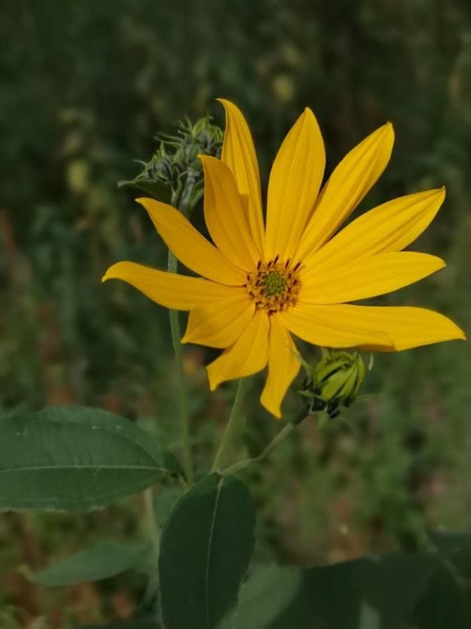 Girasole divaricato 7