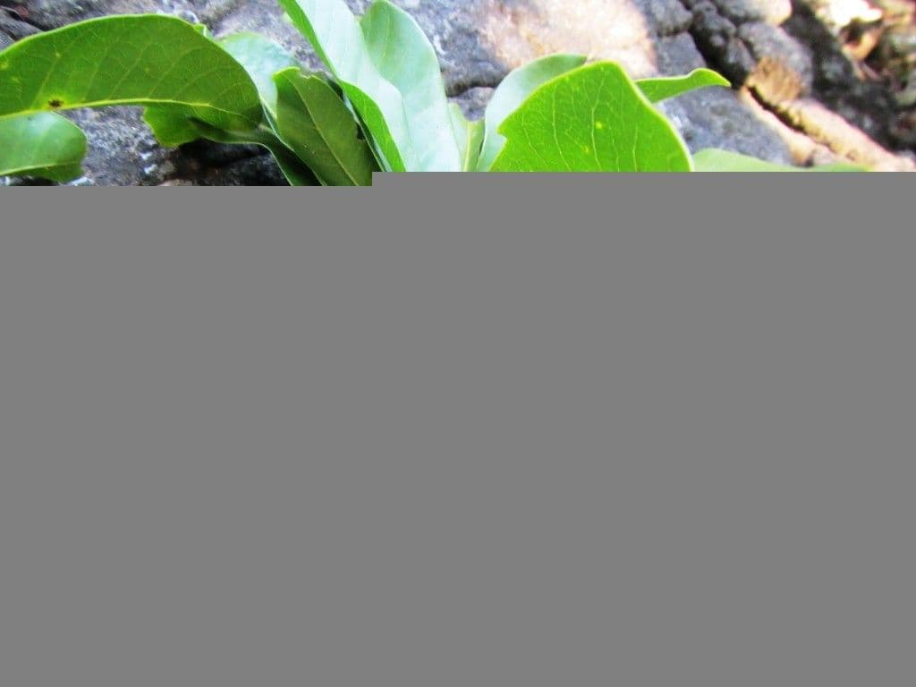 Planchonella 11