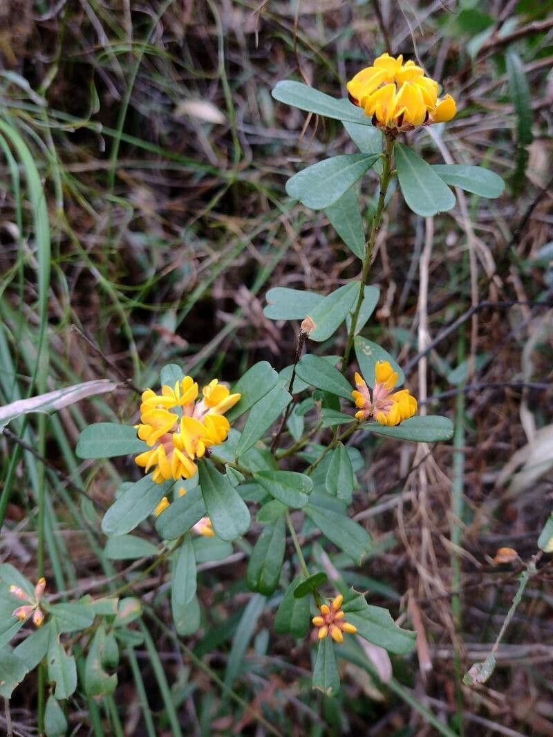 Pultenaea daphnoides 4