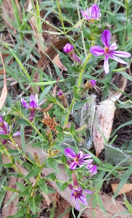 Cuphea pegajosa 9
