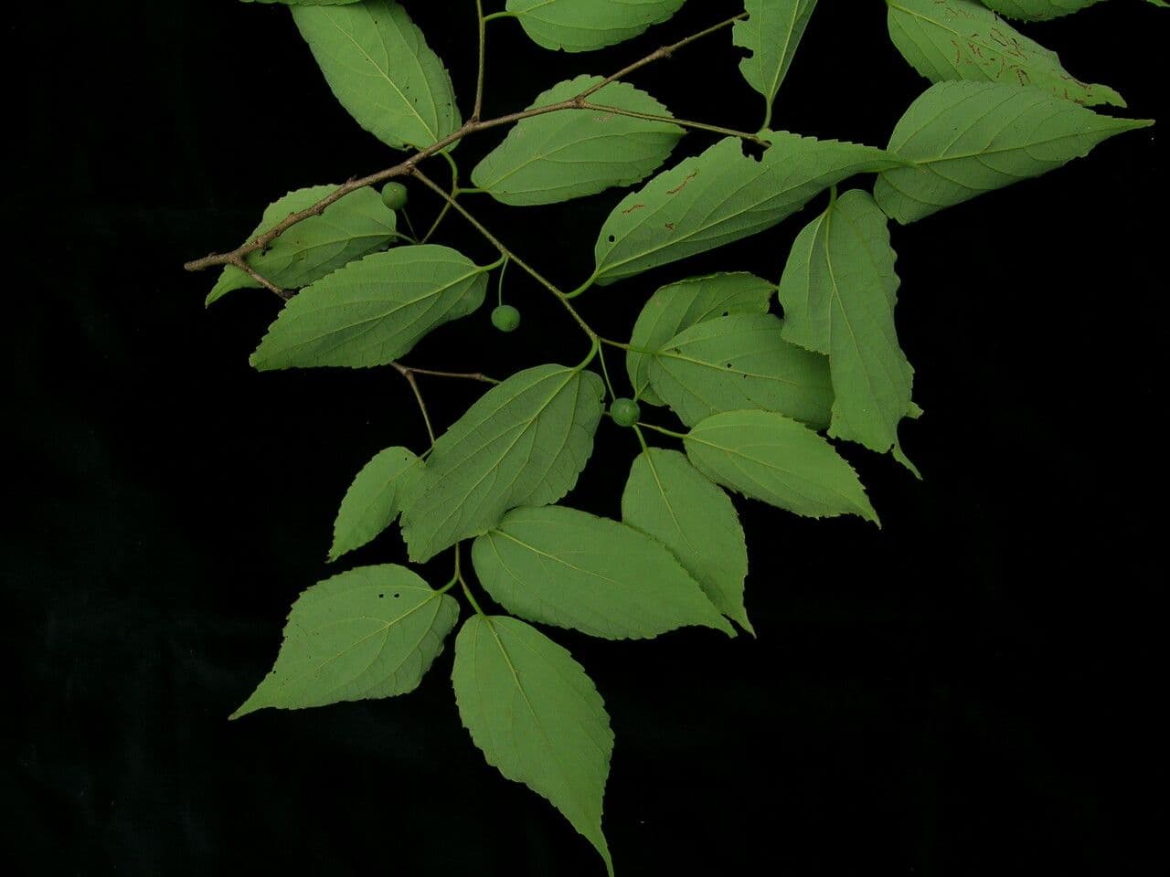 Celtis 3