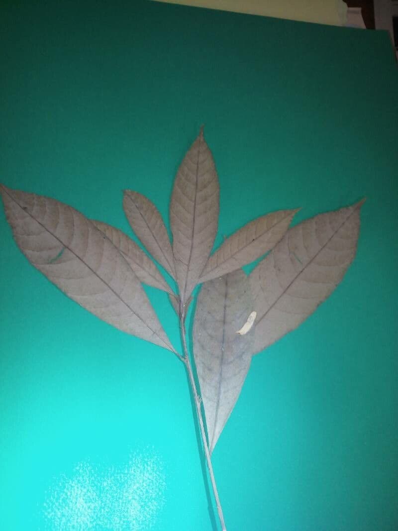 Pouteria 11