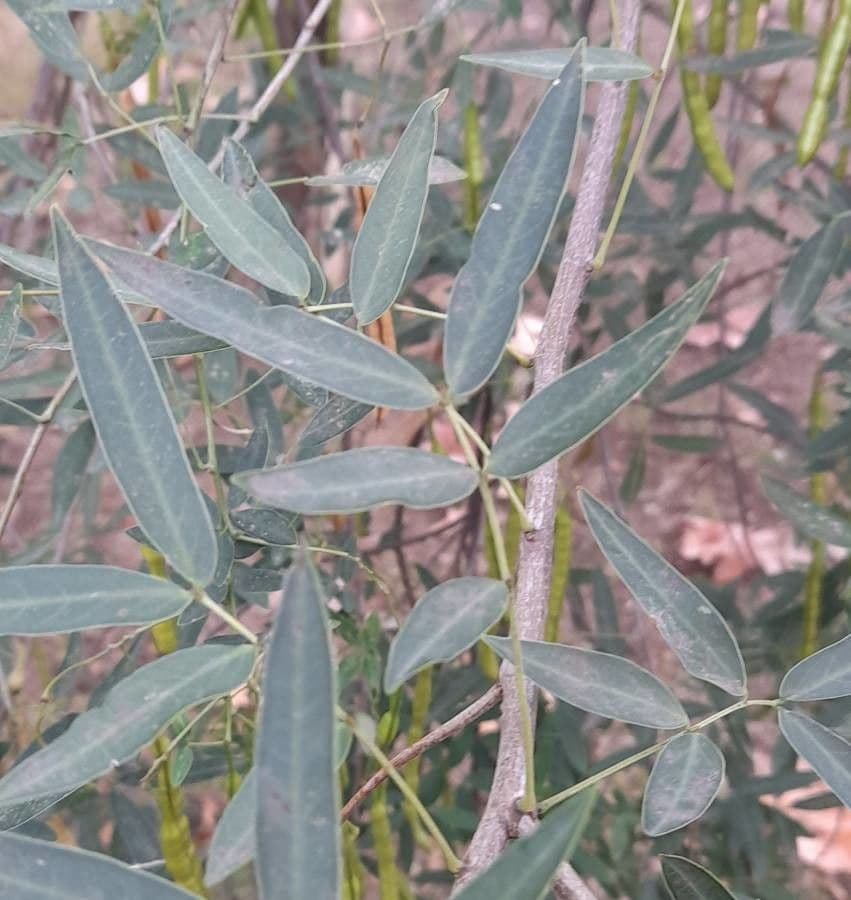 Senna pendula 9