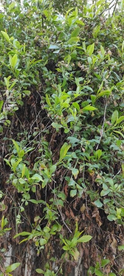 Diospyros 11