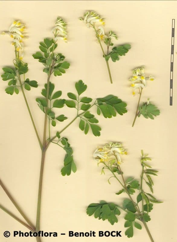 Corydalis blanca 22