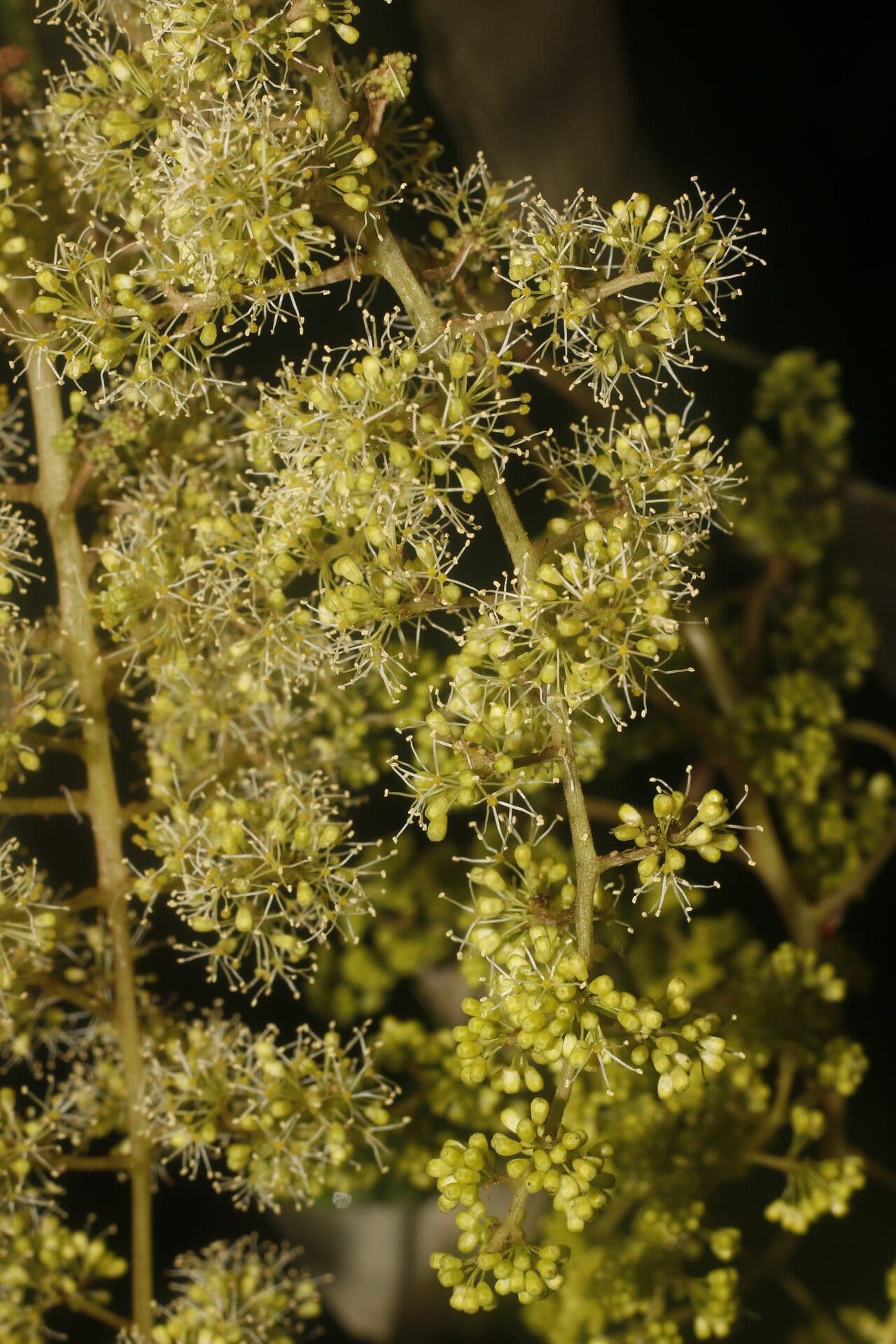 Vitis tiliifolia 9