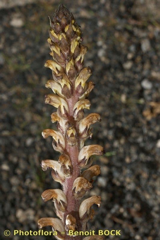 Australian broomrape 10