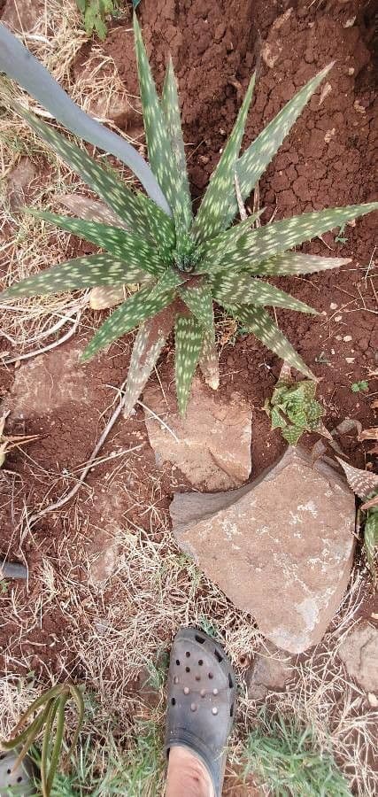 Aloe 13