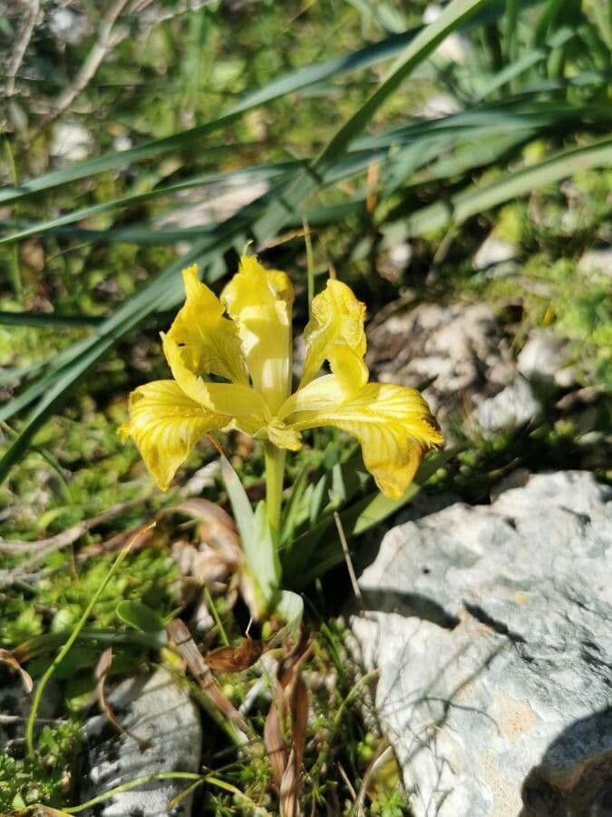 Iris 2