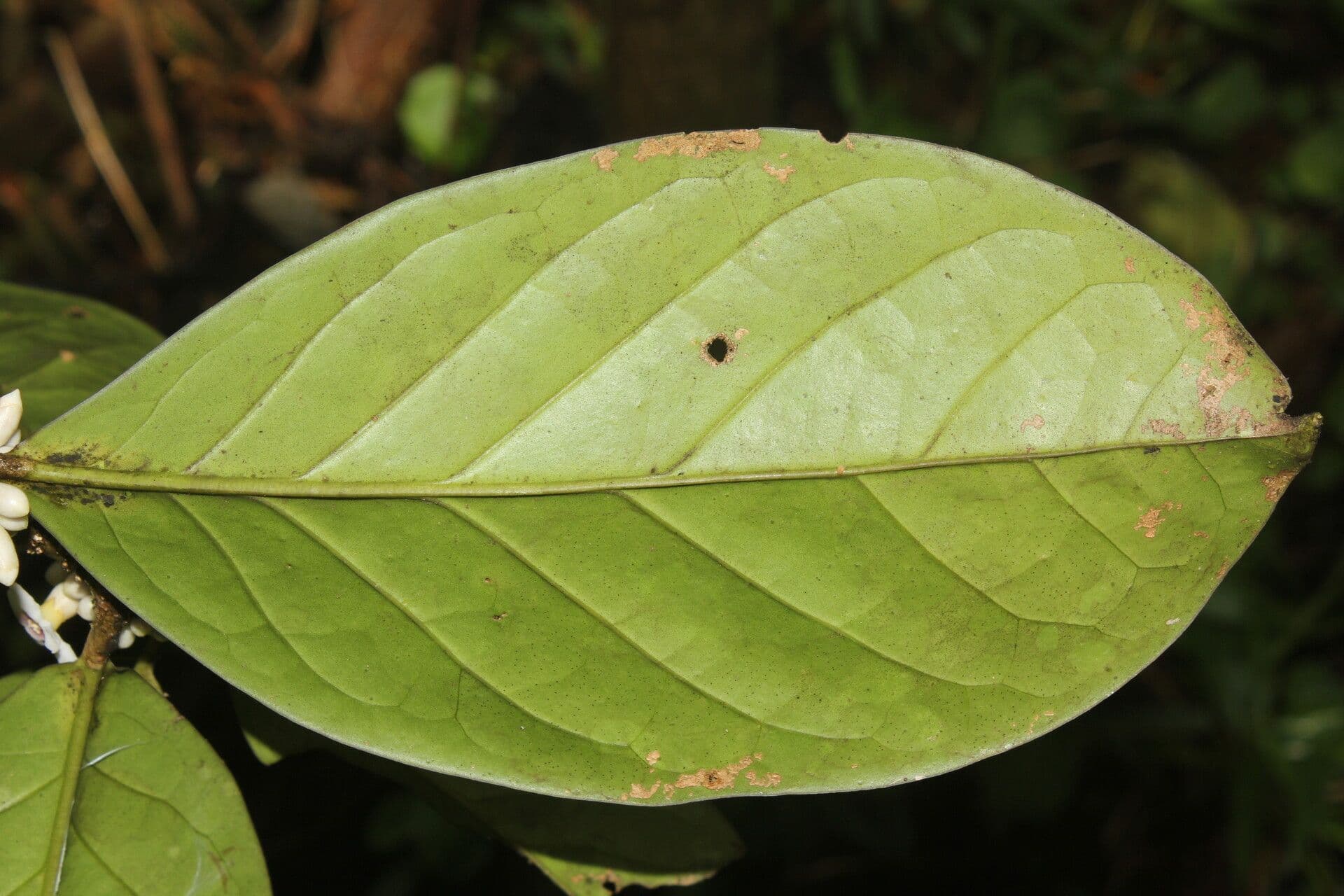 Schlegelia parviflora 11