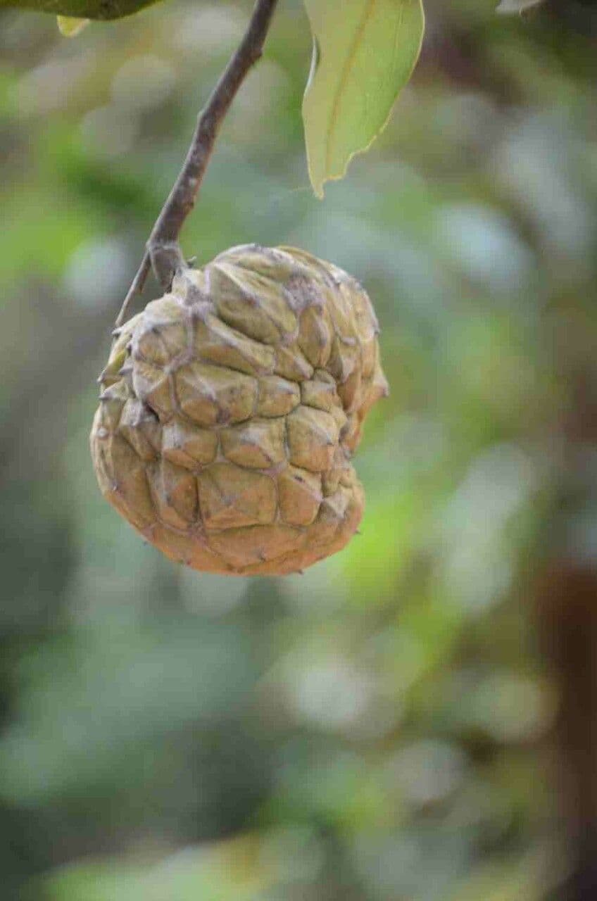 Duguetia 4
