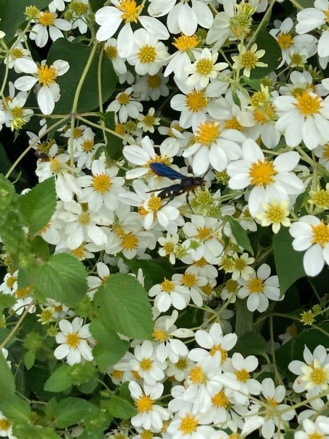 Montanoa leucantha 2