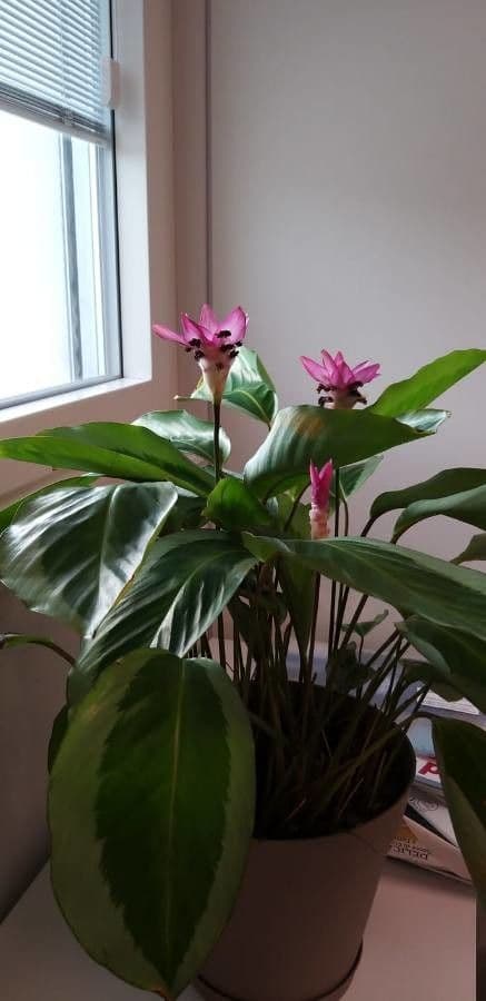 Siam-Tulpe 11