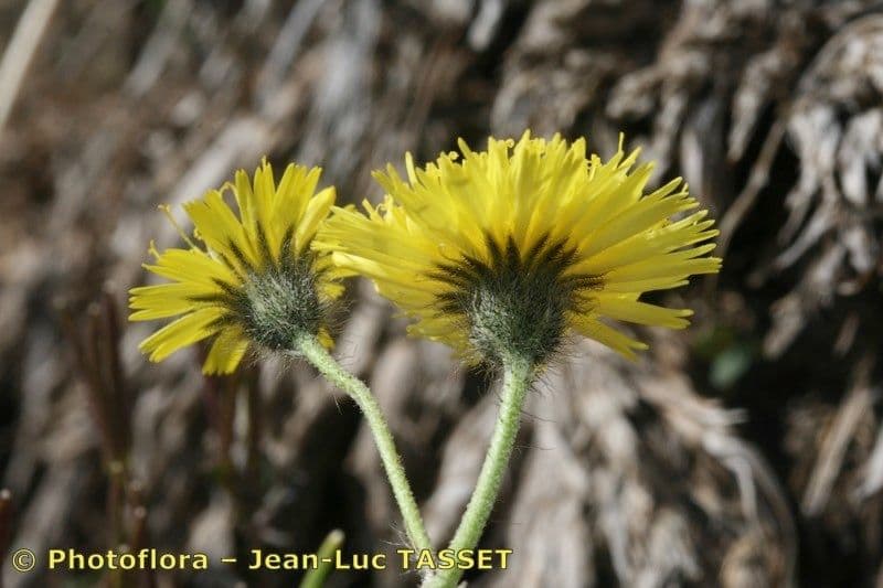 Pilosella corymbuloides 4