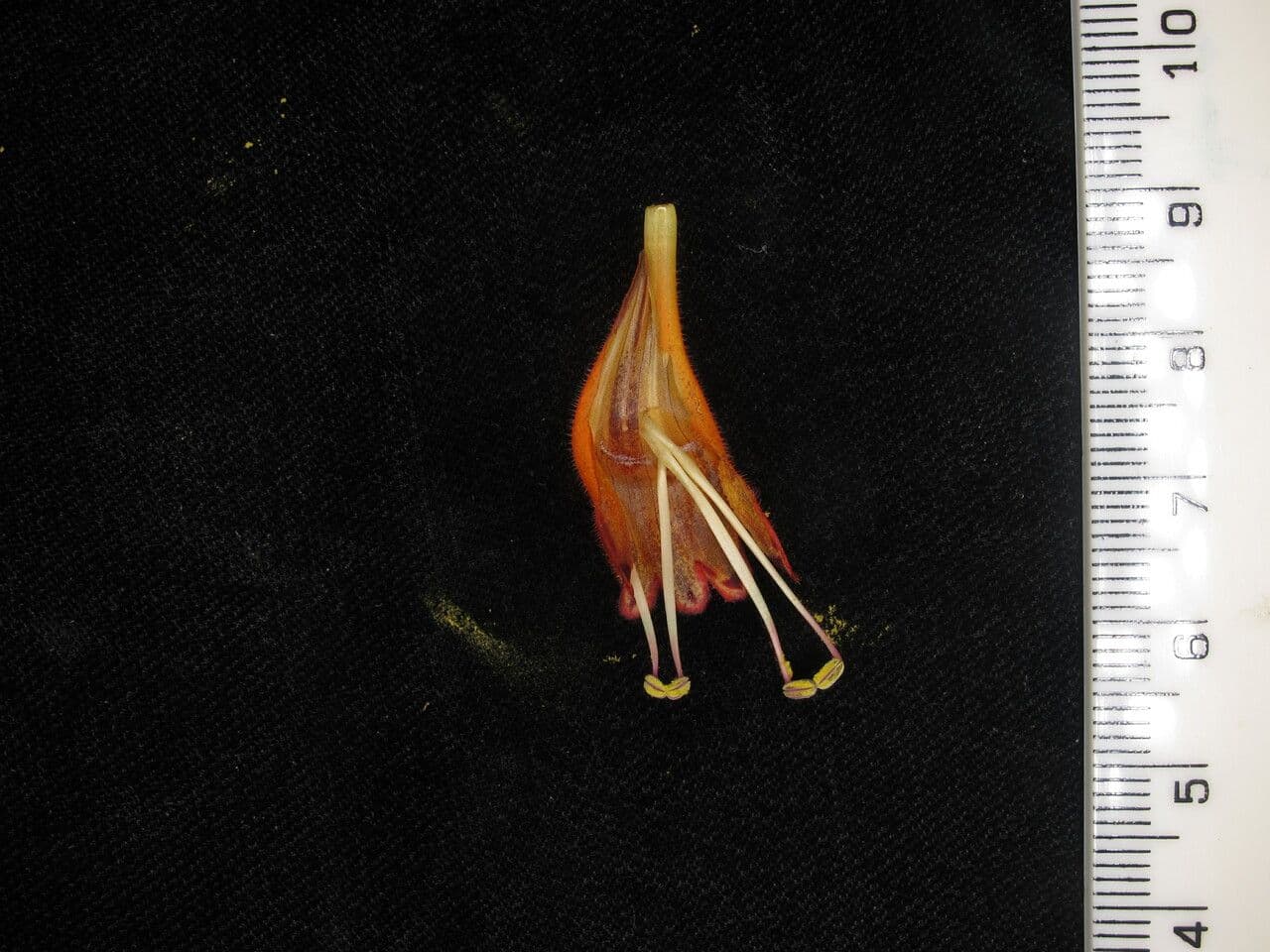 Kleinblütige Lippenstiftblume