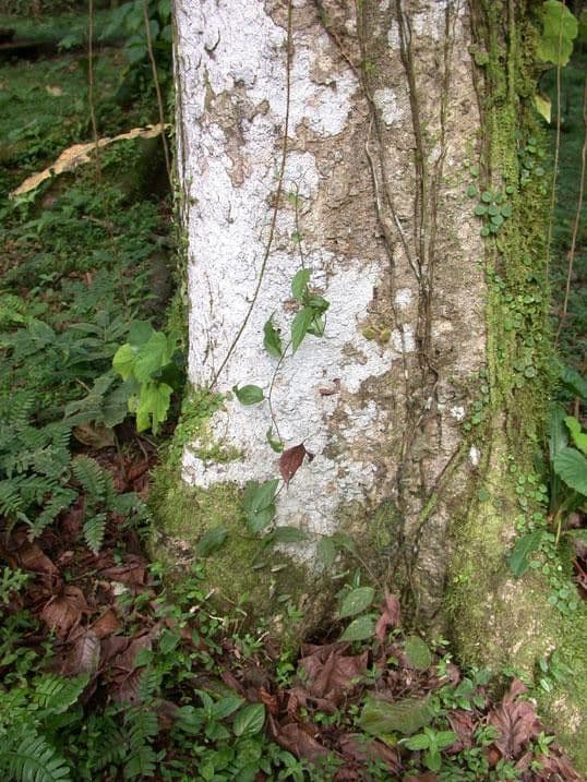 Casearia corymbosa 16