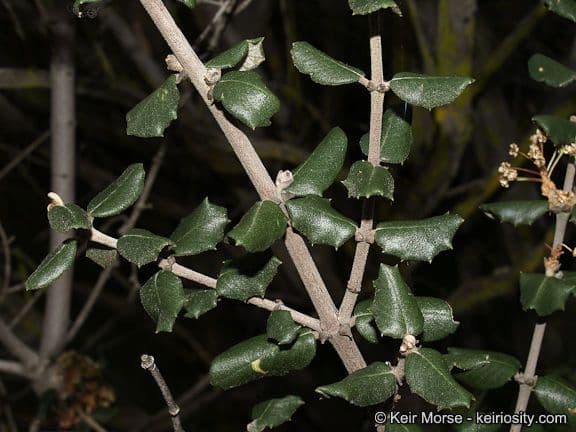 Ceanothus 17