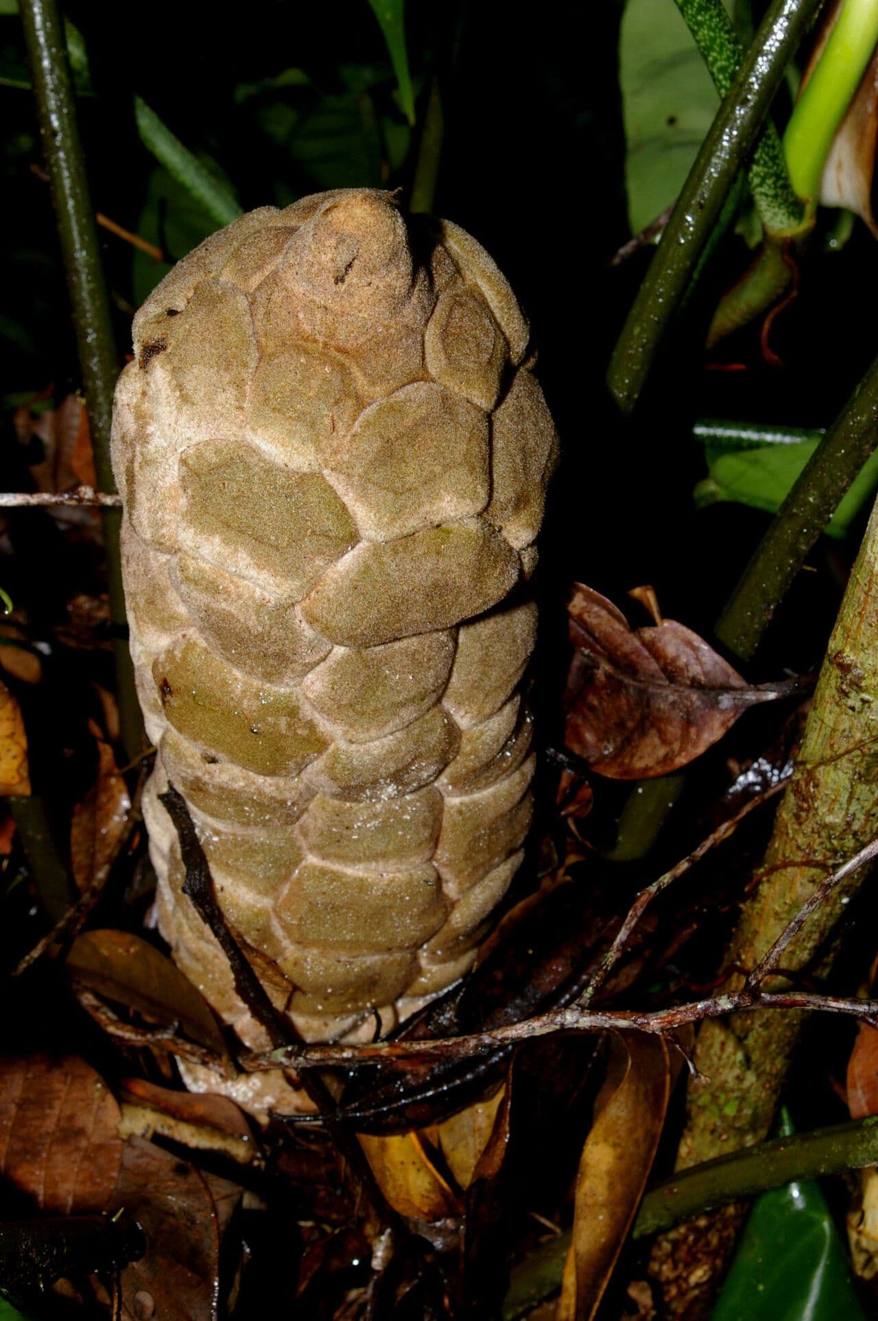 Zamia