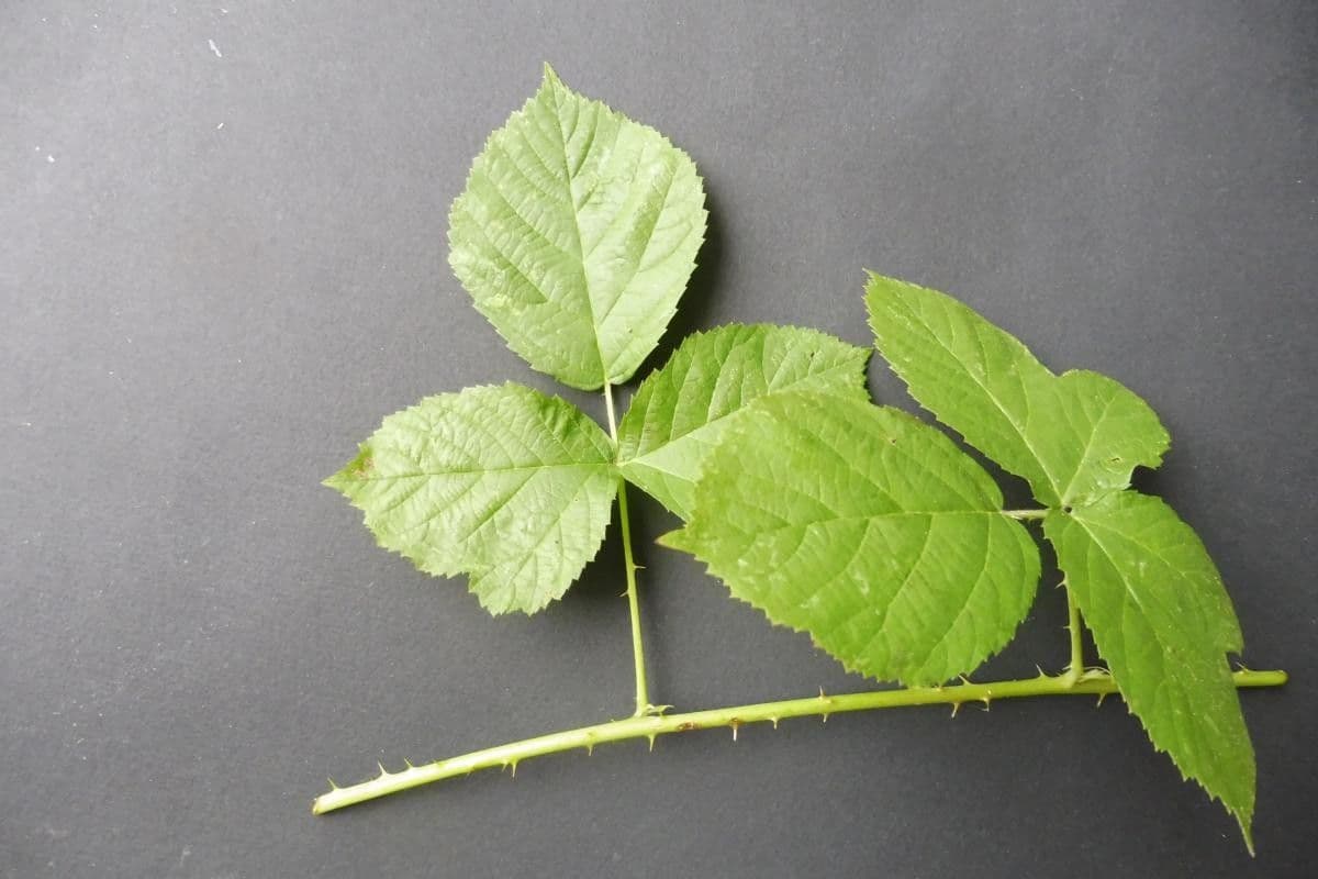 Rubus nemorosus 11