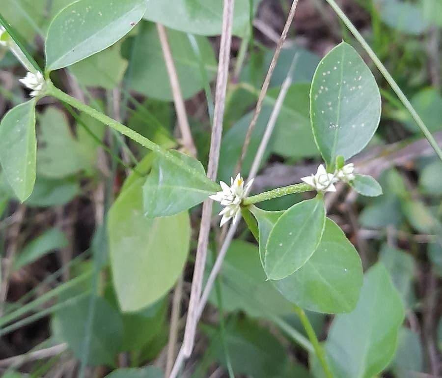 Alternanthera