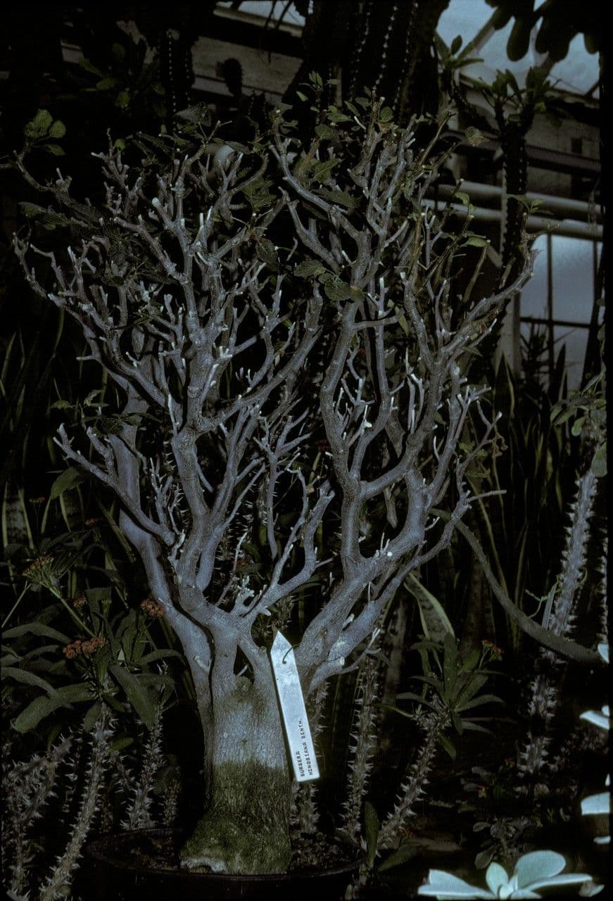 Roter Elefantenbaum