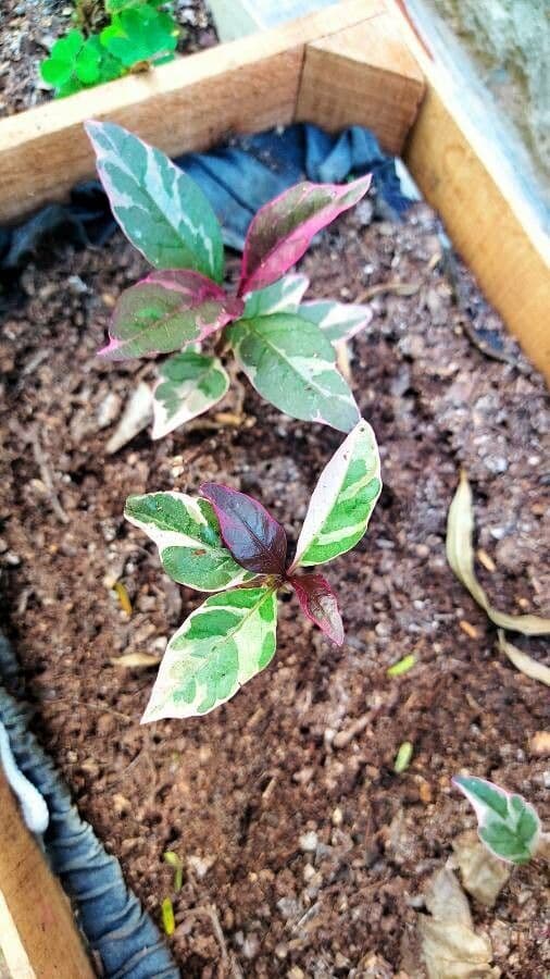 Pseuderanthemum 28