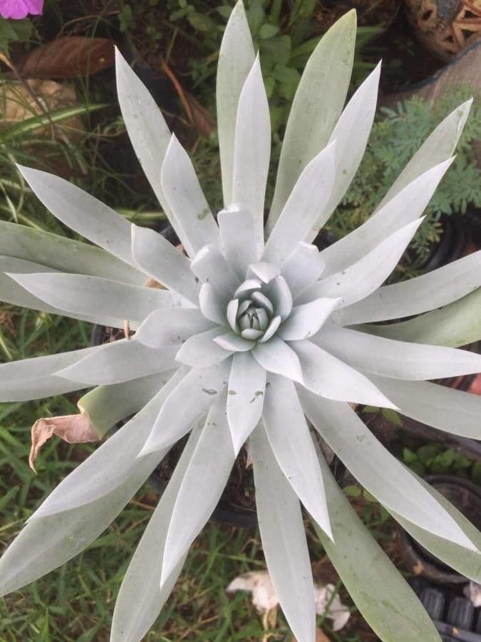 Dudleya Brittonova 5