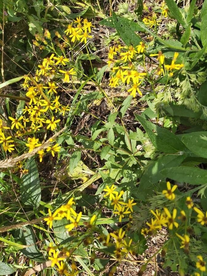 Senecio triangular 3