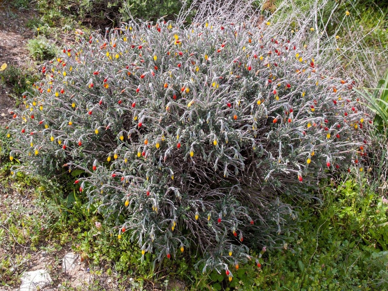 Goccia d'oro rocciosa 6