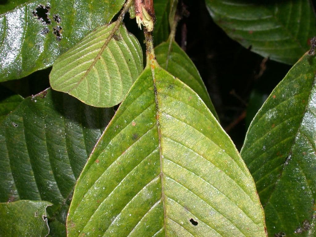 Davilla 15