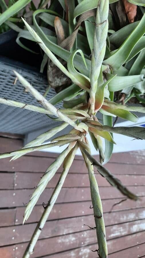 Tillandsia duratii