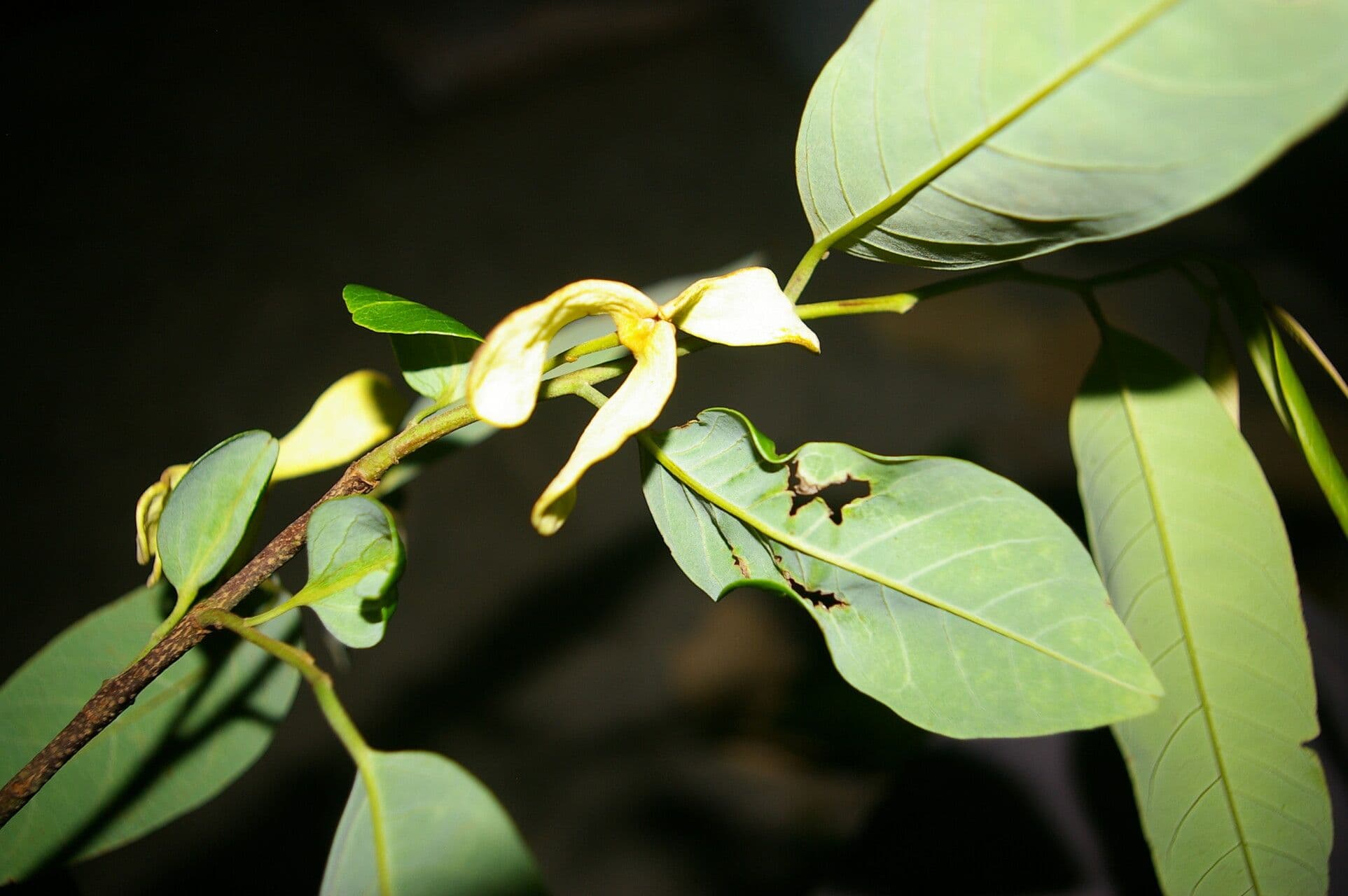Annona papilionella