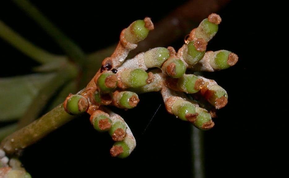Pourouma bicolor 2