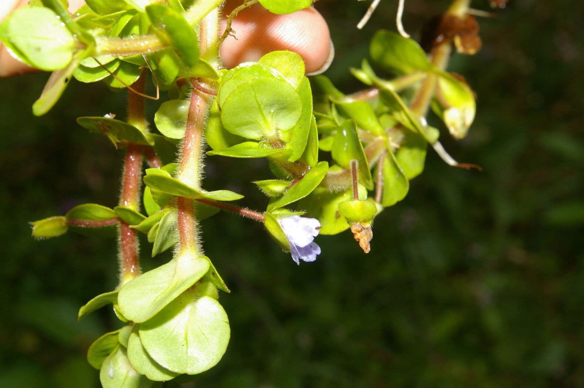 Bacopa salzmannii 15