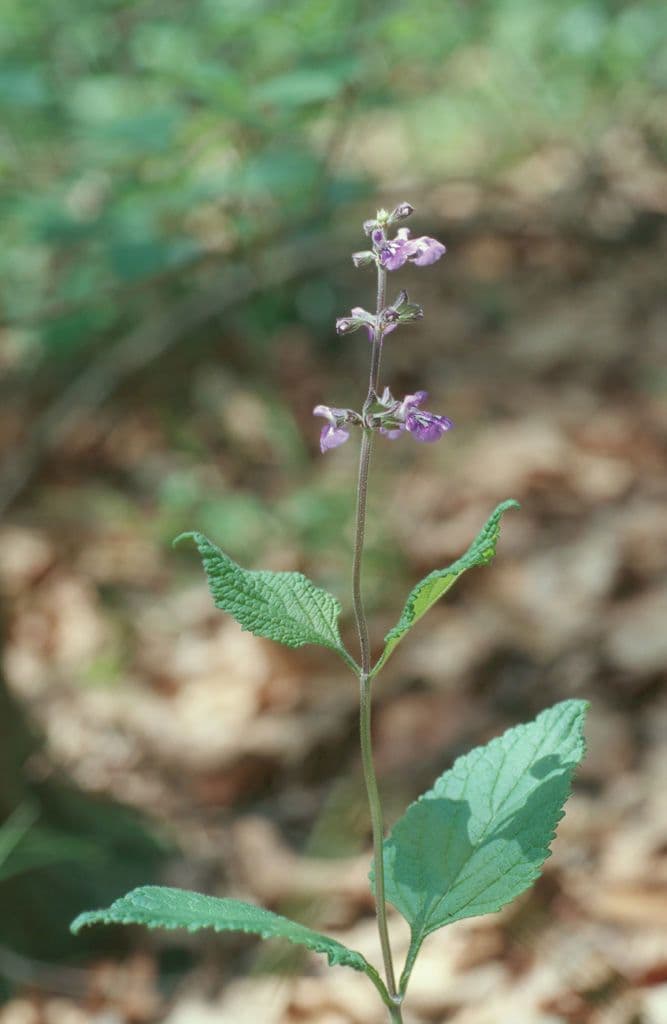 Nettleleaf sage 4