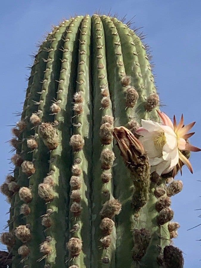 Cardón 5